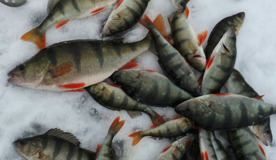 Ловля окуня со льда, рыбалка в Курской области