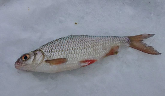 Зимняя рыбалка в Курской области
