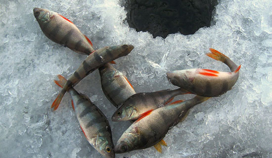 Зимняя рыбалка в Мошенском районе Новгородской области на озере Меглино