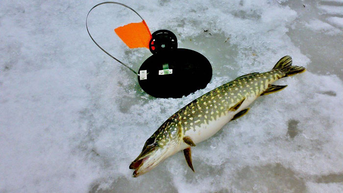 рыбалка видео щука зимой на жерлицы видео