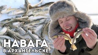 Ловля НАВАГИ в Архангельской области? Морская зимняя рыбалка со льда. Самая вкусная рыба