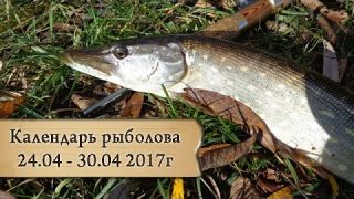 Календарь рыболова 24.04 - 30.04, от Аборигена