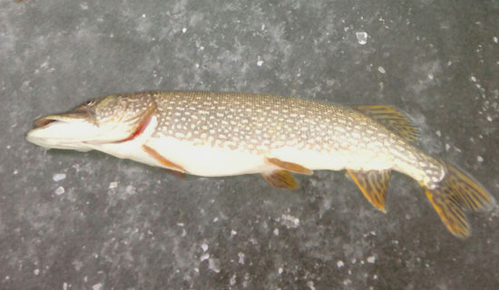 Зимняя рыбалка в Вознесенском районе Николаевской области